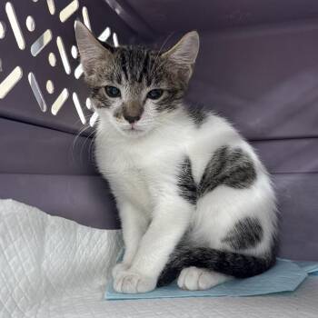 Kristoff -  Domestic Short Hair Cat for Adoption in Sunrise, Florida - Kristoff | PetCurious