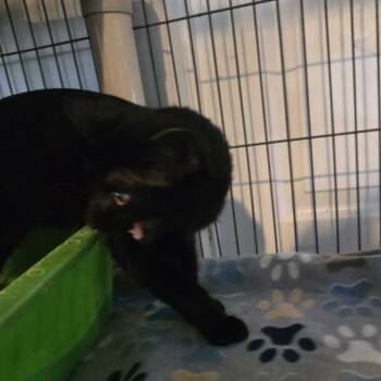 Rescue Domestic Short Hair Cats for Adoption in Hanna City, Illinois - Midnight | PetCurious