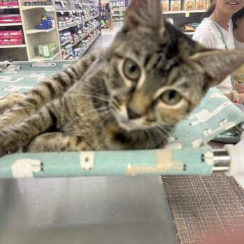 Mareep -  Domestic Short Hair Cat for Adoption in North Arlington, New Jersey - Mareep | PetCurious