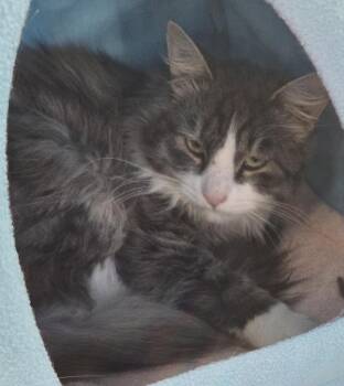 Deli Cat -  Domestic Long Hair Cat for Adoption in Windsor, Connecticut - Deli Cat | PetCurious
