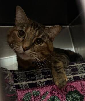 Autumn -  Domestic Short Hair Cat for Adoption in Cincinnati, Ohio - Autumn | PetCurious