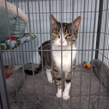 Kennedy (26-1533) -  Domestic Short Hair Cat for Adoption in Fort Smith, Arkansas - Kennedy (26-1533) | PetCurious