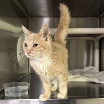 IVHS-Stray-144109 -  Domestic Medium Hair Cat for Adoption in San Gabriel, California - IVHS-Stray-144109 | PetCurious