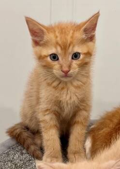 Cheeto -  Domestic Medium Hair Cat for Adoption in Nashville, Tennessee - Cheeto | PetCurious