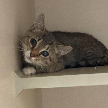 Casper -  Tabby and Domestic Short Hair Cat for Adoption in Greensboro, North Carolina - Casper | PetCurious