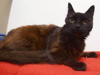 BENNY -  Domestic Short Hair Cat for Adoption in Sacramento, California - BENNY | PetCurious