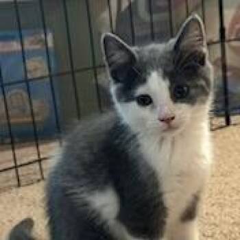Curious -  Domestic Short Hair Cat for Adoption in Dayton, Ohio - Curious | PetCurious