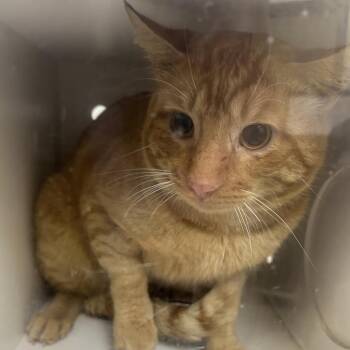 Domestic Short Hair Cats Available for Adoption - Barn Cat Lionfish | PetCurious