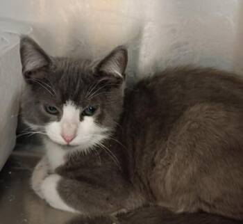 Dusty -  Domestic Short Hair Cat for Adoption in Golden, Colorado - Dusty | PetCurious