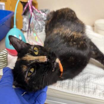 Domestic Short Hair Cats Available for Adoption in New York, New York - Cleopatra | PetCurious