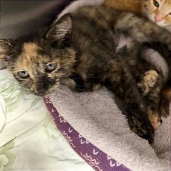June -  Domestic Short Hair Cat for Adoption in Blairsville, Georgia - June | PetCurious