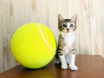 Mantis -  Tabby Cat for Adoption in Fort Worth, Texas - Mantis | PetCurious