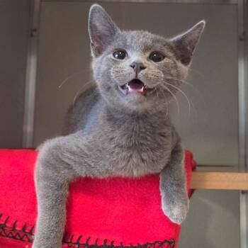 Domestic Short Hair Cats Available for Adoption - Stormy | PetCurious