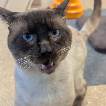 Sammy -  Siamese Cat for Adoption in Sonoma, California - Sammy | PetCurious