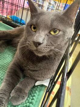 Theo -  Russian Blue Cat for Adoption in Yardley, Pennsylvania - Theo | PetCurious