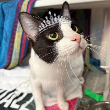 Princess Diana -  Domestic Short Hair Cat for Adoption in Pittsburgh, Pennsylvania - Princess Diana | PetCurious