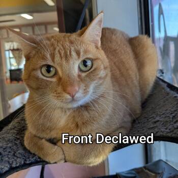 Rescue Domestic Short Hair Cats for Adoption in Huntsville, Arkansas - Alberta | PetCurious