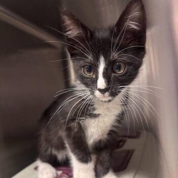 Nyx -  Domestic Short Hair Cat for Adoption in Salt Lake City, Utah - Nyx | PetCurious