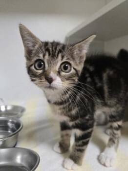 Pookie -  Domestic Short Hair Cat for Adoption in Savannah, Georgia - Pookie | PetCurious