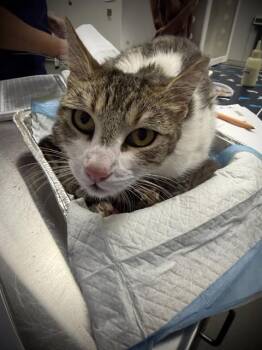 Domestic Short Hair Cats Available for Adoption in Ontario, California - MAMA BEAR - NEEDS A FOSTER | PetCurious