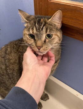 Rescue Domestic Short Hair Cats for Adoption in Macedonia, Ohio - Monique Bonded With Manfield | PetCurious