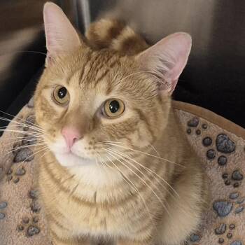 Handsome Dan -  Domestic Short Hair Cat for Adoption in Newark, New Jersey - Handsome Dan | PetCurious