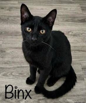 Binx -  Domestic Short Hair Cat for Adoption in Pensacola, Florida - Binx | PetCurious