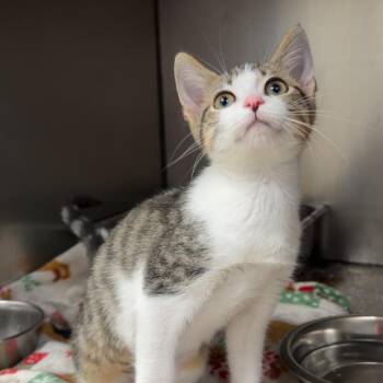 Shortstack -  Domestic Short Hair Cat for Adoption in Henderson, Kentucky - Shortstack | PetCurious