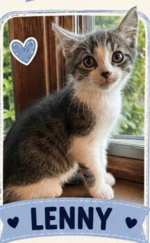 Lenny -  Domestic Short Hair Cat for Adoption in Crown Point, Indiana - Lenny | PetCurious