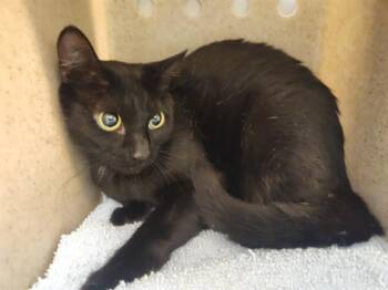 ALANIS -  Domestic Short Hair Cat for Adoption in Kent, Washington - ALANIS | PetCurious