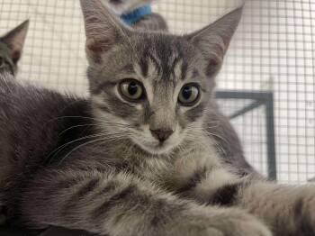 Rescue Domestic Short Hair Cats for Adoption in Thurmont, Maryland - Louis | PetCurious