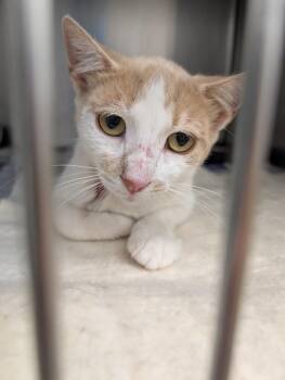 Salmon -  Domestic Short Hair Cat for Adoption in Angola, Indiana - Salmon | PetCurious