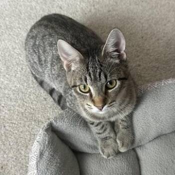 Rescue Tabby Cats for Adoption in Liverpool, Texas - Cupcake | PetCurious