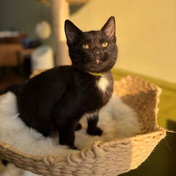 Penzias -  Domestic Short Hair Cat for Adoption in Bloomington, Illinois - Penzias | PetCurious