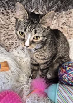Domestic Short Hair Cats Available for Adoption in Conway, South Carolina - Mustang | PetCurious