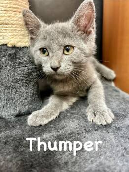 Thumper -  Domestic Short Hair Cat for Adoption in West Union, Ohio - Thumper | PetCurious