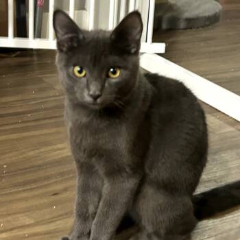 Rescue Domestic Short Hair Cats for Adoption in Long Beach, California - Stormy | PetCurious