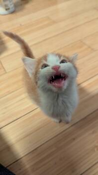 Rescue Domestic Short Hair Cats for Adoption in Pomona, New York - Ozzy Pawsborne | PetCurious