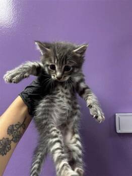 Domestic Medium Hair Cats Available for Adoption in El Paso, Texas - 60787585 | PetCurious