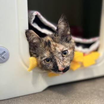 Domestic Short Hair Cats Available for Adoption in Fort Wayne, Indiana - Sharon | PetCurious