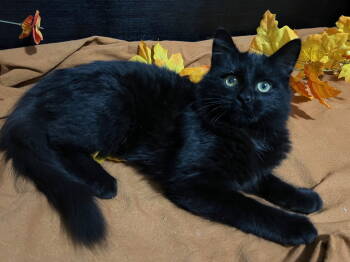Rescue Domestic Medium Hair Cats for Adoption in Fayetteville, Georgia - Jimmie | PetCurious
