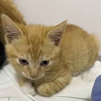 Bug -  Domestic Short Hair Cat for Adoption in Franklin, North Carolina - Bug | PetCurious