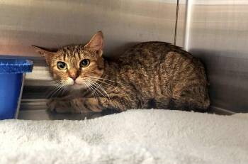 Rescue Domestic Short Hair Cats for Adoption in Jacksonville, Florida - Blondie =^.^= | PetCurious