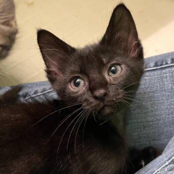 Beard -  Domestic Short Hair Cat for Adoption in Springfield, Illinois - Beard | PetCurious