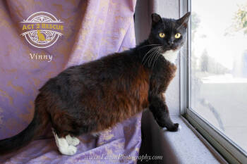 Rescue Domestic Short Hair Cats for Adoption in Riverside, California - Vinny | PetCurious