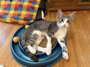 Rescue Tabby and Domestic Short Hair Cats for Adoption in Chattanooga, Tennessee - Isa | PetCurious