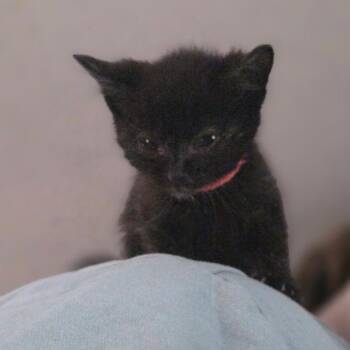 Tartar -  Domestic Short Hair Cat for Adoption in Newberg, Oregon - Tartar | PetCurious
