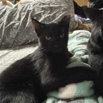 Bean -  Domestic Short Hair Cat for Adoption in Hammond, Indiana - Bean | PetCurious