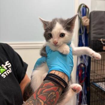 Domestic Short Hair Cats Available for Adoption in Greensboro, Georgia - Macadamia | PetCurious