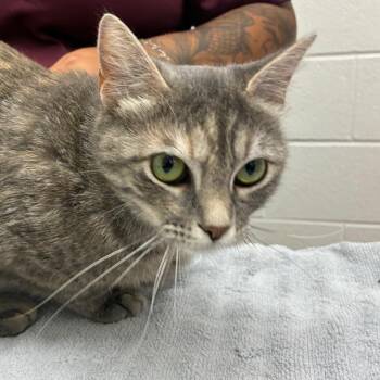 Nienna -  Domestic Short Hair Cat for Adoption in Corpus Christi, Texas - Nienna | PetCurious